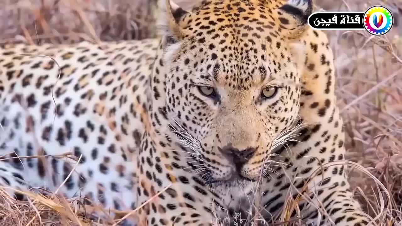 10 من اقوى الصراعات الملحمية بين الحيوانات , صورتها الكاميرات .. !!