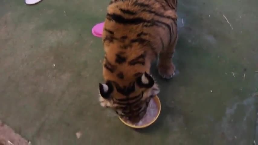 CUTE KITTEN LOVES TO SWIM