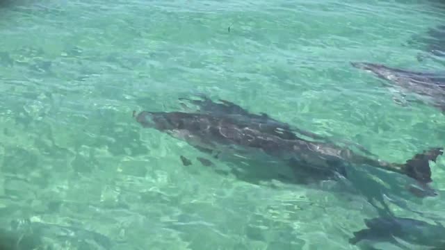 A group of Dolphins put on a pretty good show