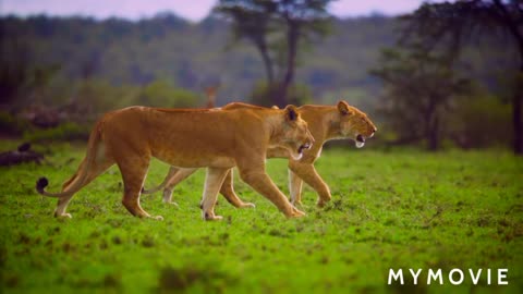 Tiger and danger