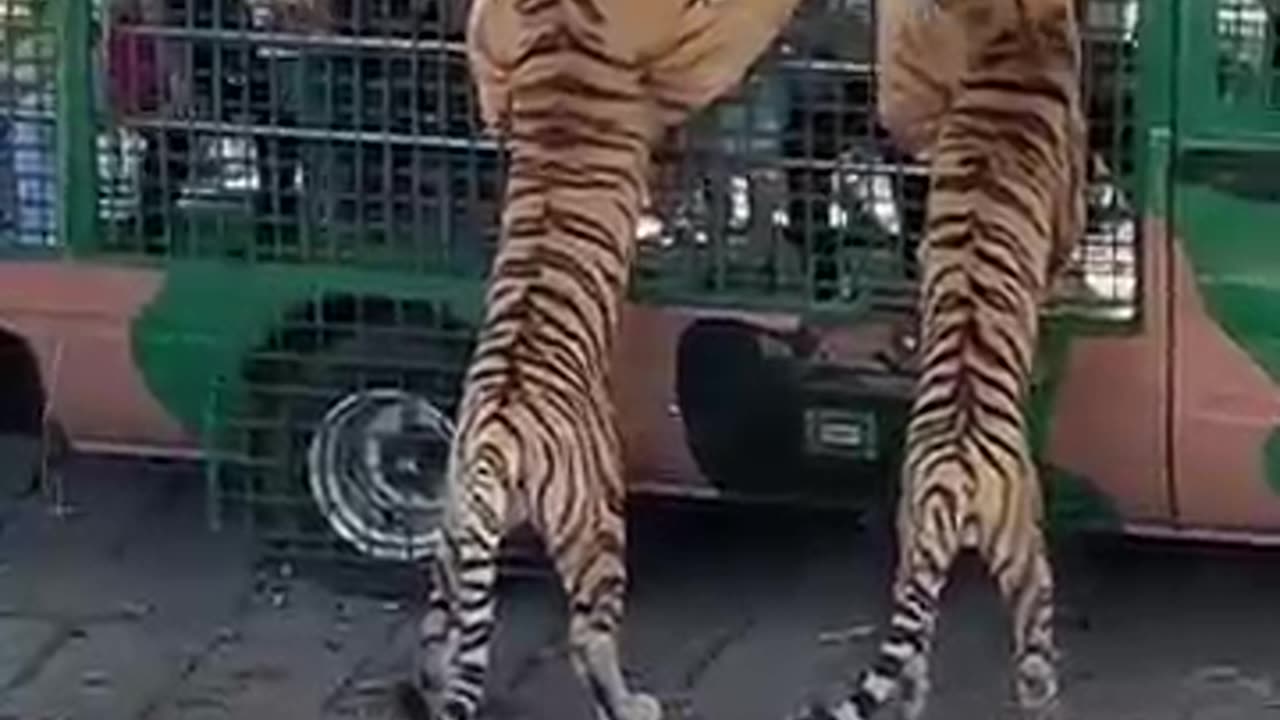 3 tiger 🐅 attack on tourists bus