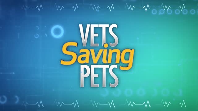 Vets saving Pets!