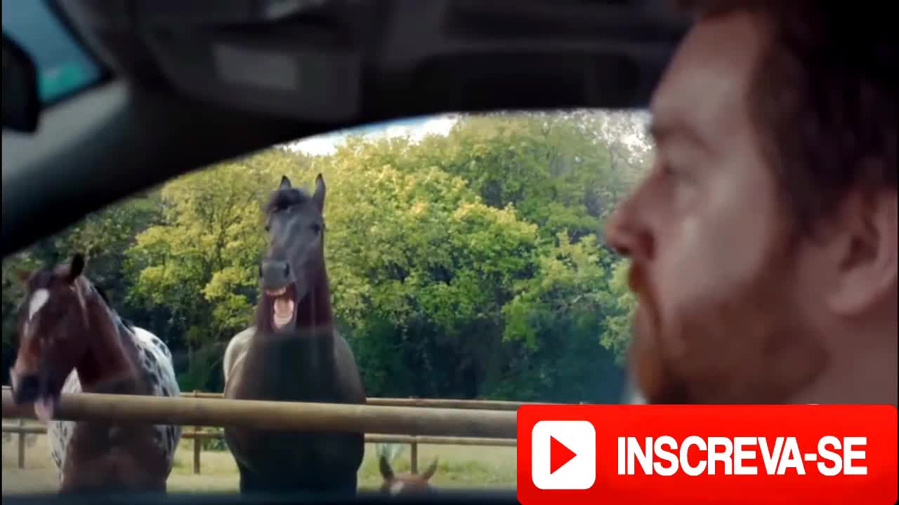 funny horses video!!!