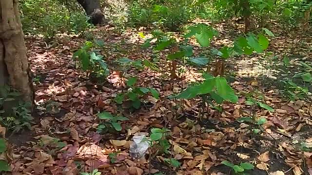 Nature scene in the forests