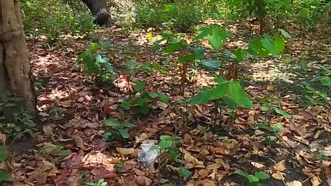 Nature scene in the forests