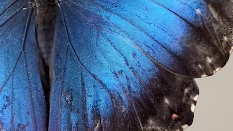 A blue butterfly in the finger