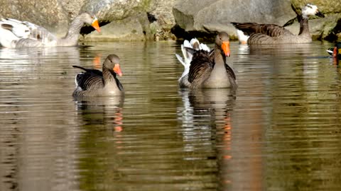 Duck in the Water