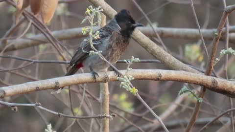 Red-vented Bulbul Song | Bulbul Bird Voice