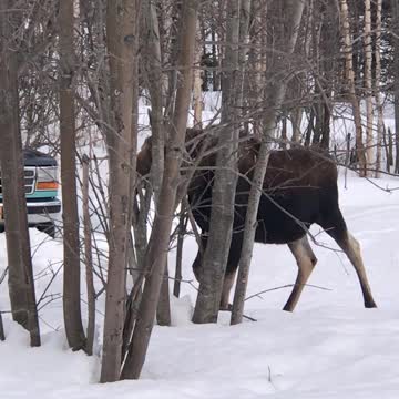 Moose coming up the drive!
