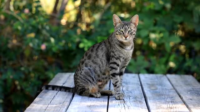 A Cat with a Strong Look