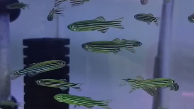 a group of green fish