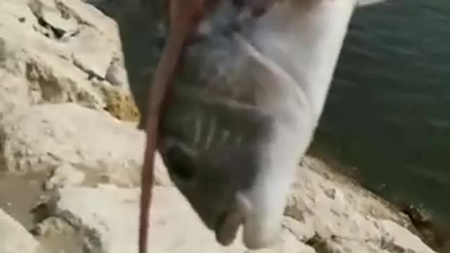 Sobaity Fish