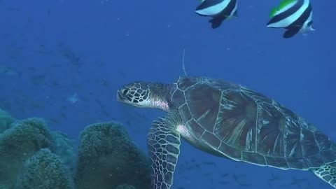 Turtle swimming with fish