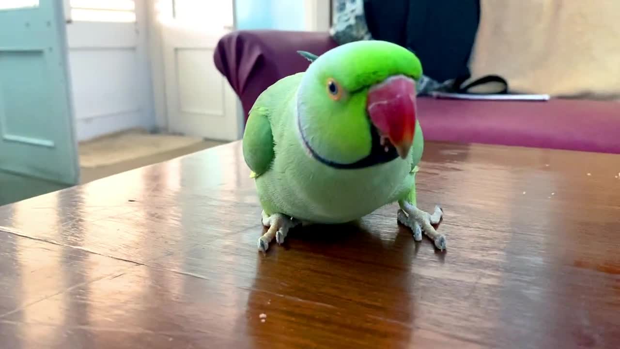 Funny Parrot Talking And Dancing | Funny Pet Video | Cute Animals