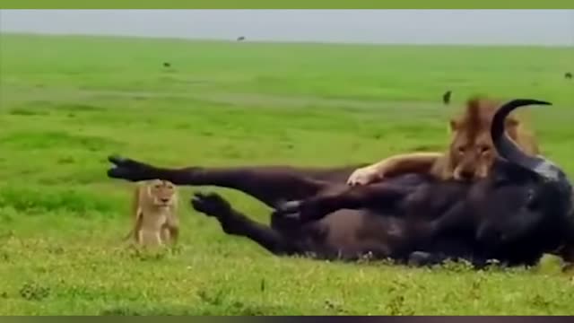 WILD ANIMALS HUNTING PREY COMPILATION RELAX FOR LIFE #11