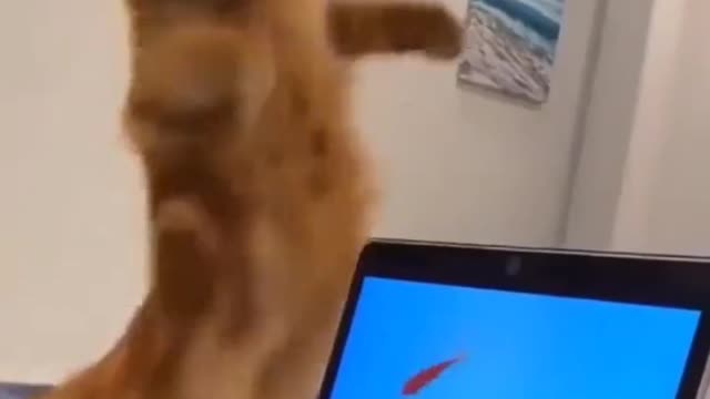 Funny cat