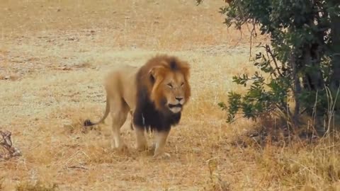 Bafelow attack on loin amazing clip