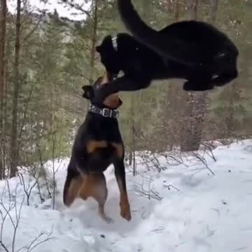 Rottweiler the only service dog certified to teach Black Panthers to be Panthers