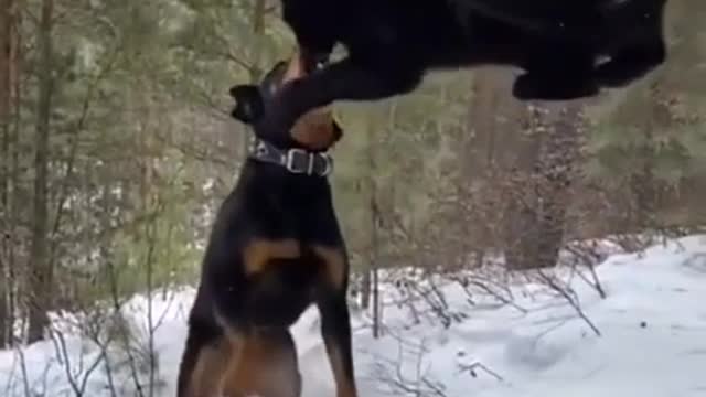 Rottweiler the only service dog certified to teach Black Panthers to be Panthers