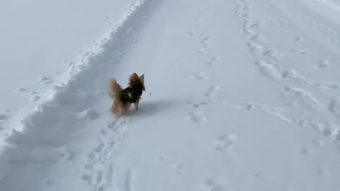 My cute dog enjoyed a lot to play in the snow