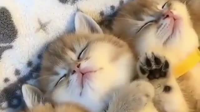 VERY CUTE AND Adorable CAT