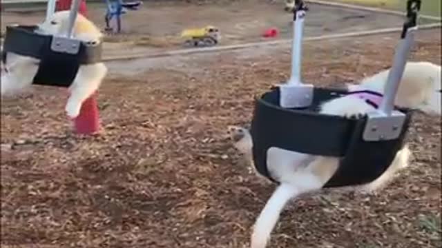 Funny kitten bounces in for a sneak attack on Dalmatian friend