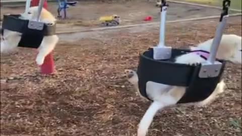 Funny kitten bounces in for a sneak attack on Dalmatian friend