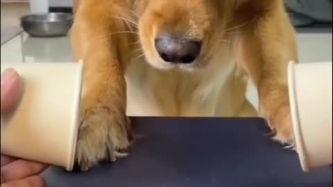 Showing trick to the dog