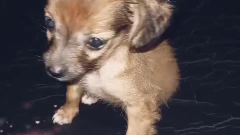 what beauties of puppies