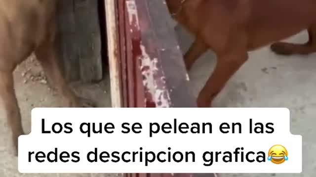 Dogs funny video dog fight