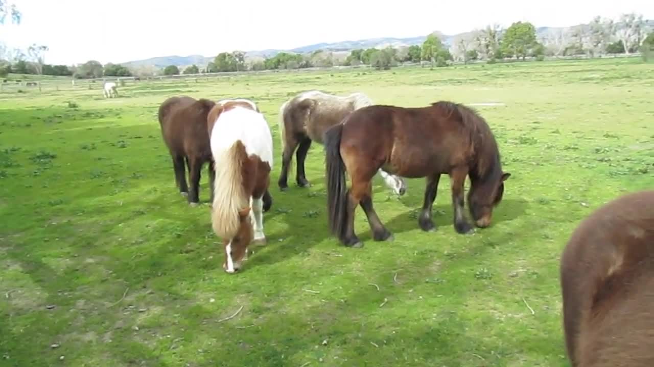Icelandic Horses Eating Apples
