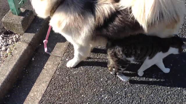 Cute dog play wich cat so hilariously!