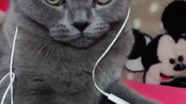 Cats listening to songs