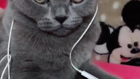 Cats listening to songs