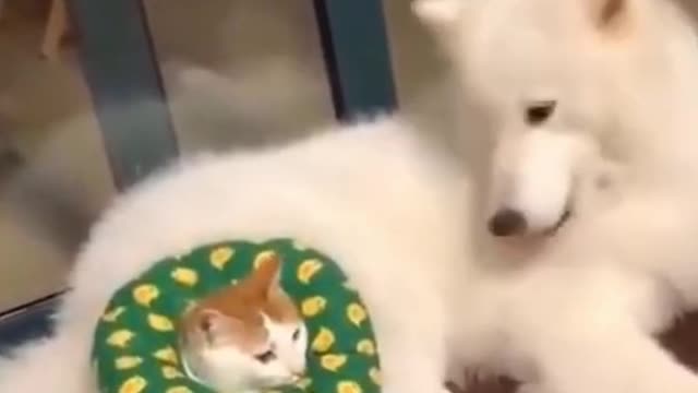 Husky Attacking a Cat video