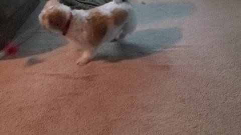 Dog Chases After Bird