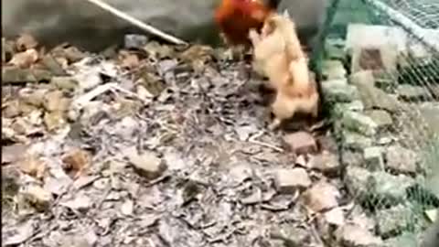 Dog chicken fight who wins