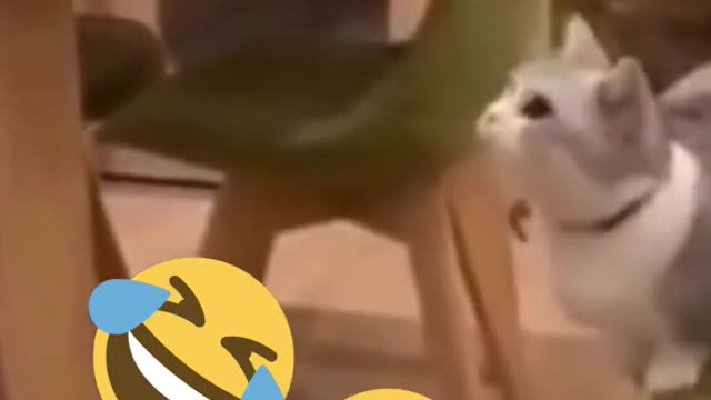 funny cat video (animal fails) Try not to laugh😂😂