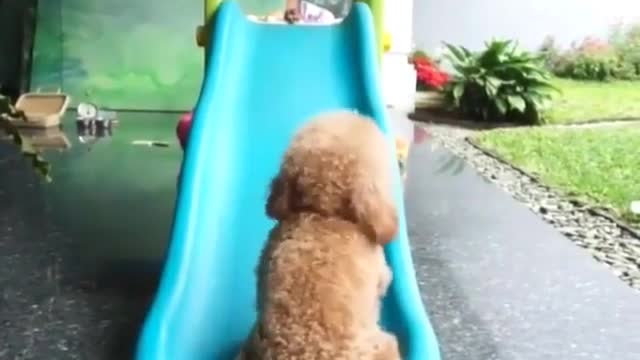 Dog and the slide