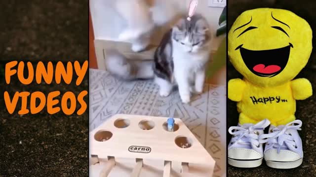 FUNNY ANIMAL VIDEO COMPILATION #06