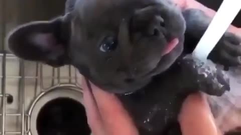 Puppy taking a bath