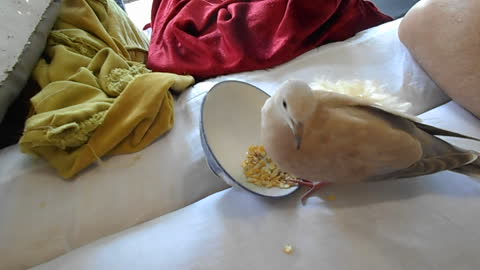 Barbary Rescue Dove Having Afternoon Snack