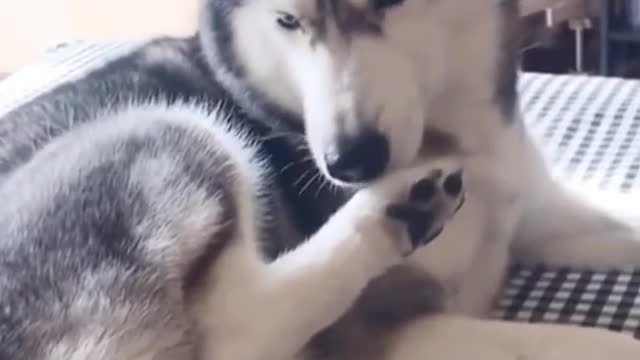 Confused Husky | Funny Pet