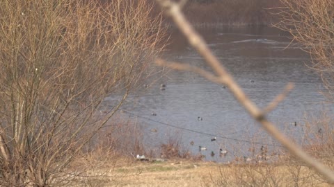 migratory birds floating in the lake 2