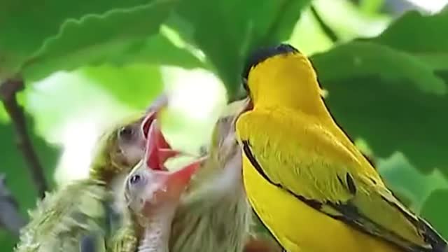 Mom and dad are feeding their baby bugs