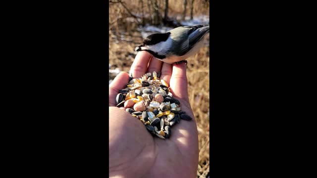 Bohemian Waxwing