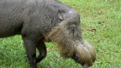 Malaysian boar