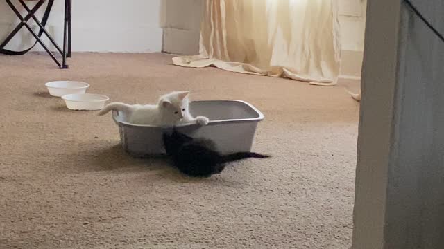 LIFE WITH MY CATS 🐈‍⬛
