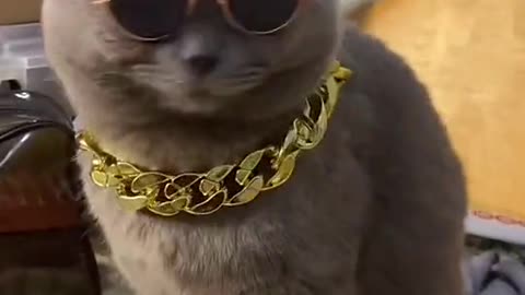 Cat Glasses