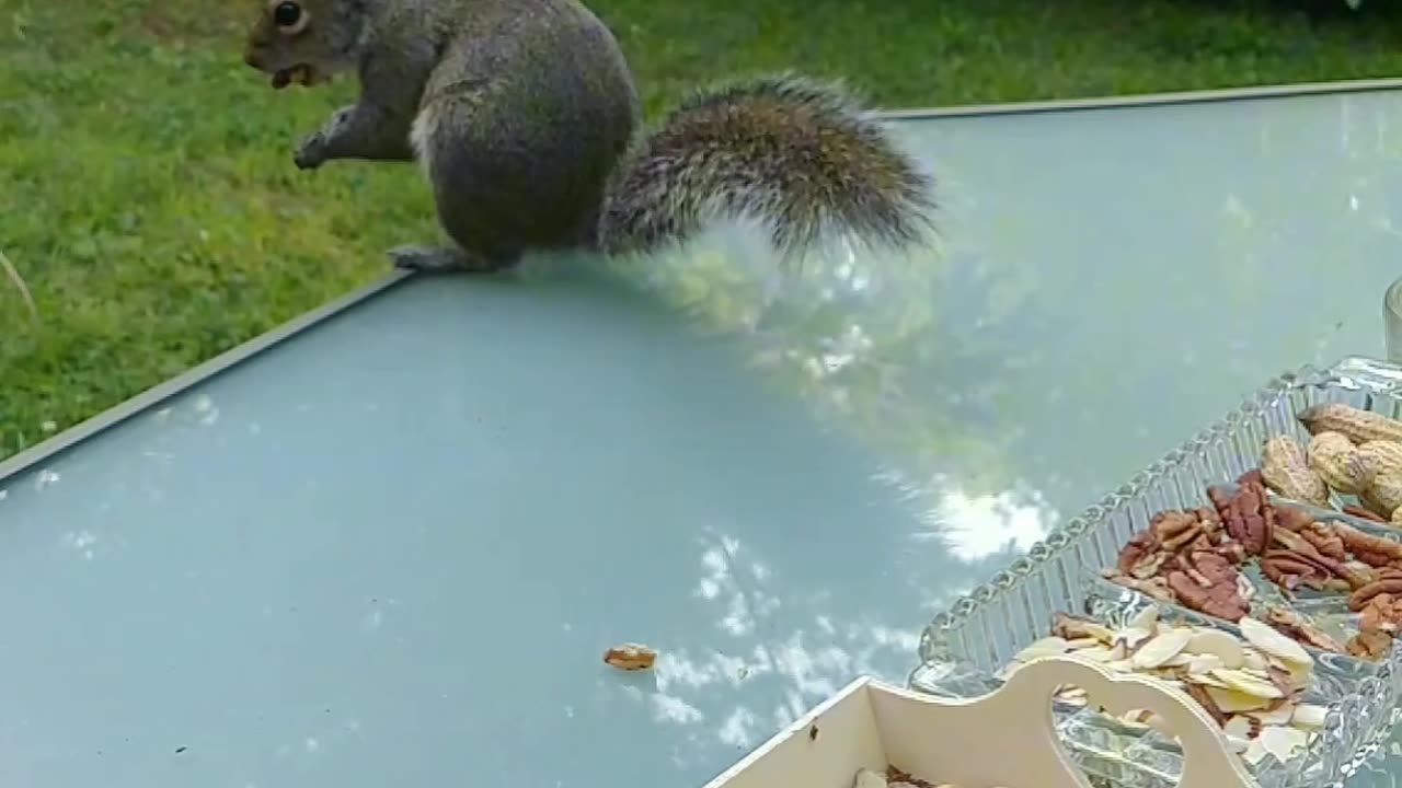 Mika The Squirrel buried most of her nuts 🌰🐿️ saving it for later!!!